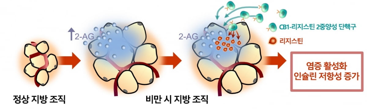 정상 지방조직 및 비만 지방조직의 차이