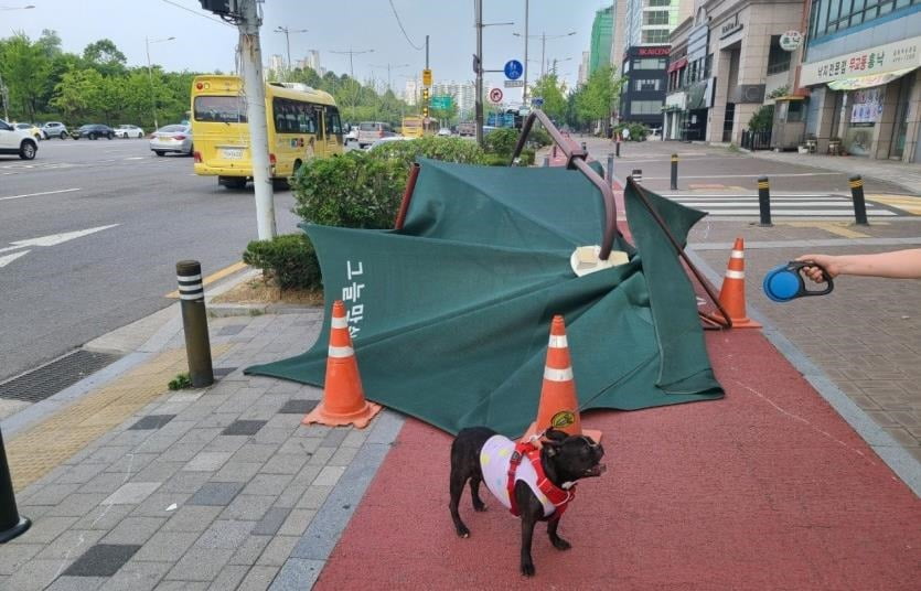 동네 순찰 중 훼손된 시설물을 발견해 신고한 반려견. / 사진=서울시