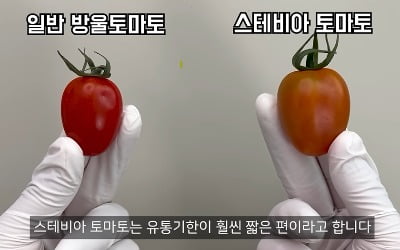 "달콤한데 다이어트 효과까지"…'스테비아 토마토'의 비밀