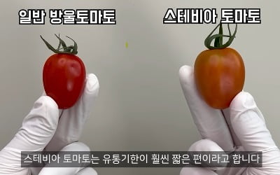 "살 빠지는 과일" 입소문 나더니…'숨겨진 비밀' 있었다