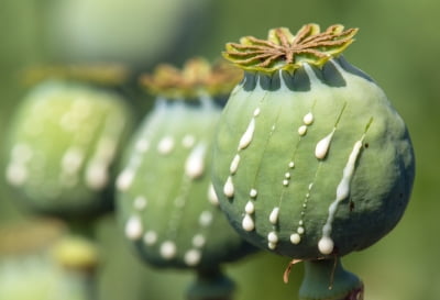 꽁 머니 카지노 3 만;온몸 사시나무 떨듯꽁 머니 카지노 3 만;…北 아편중독 사망자 속출