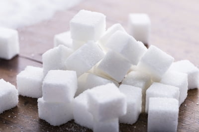 한국서도 사탕수수 생산될까?…제주도서 시험 재배