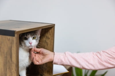 괴담인 줄 알았는데…고양이 원인 불명 질병 확산 '경고'