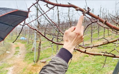 시름 깊은 과수농가 "또 흉작 걱정"…올 하반기도 金사과 될 듯