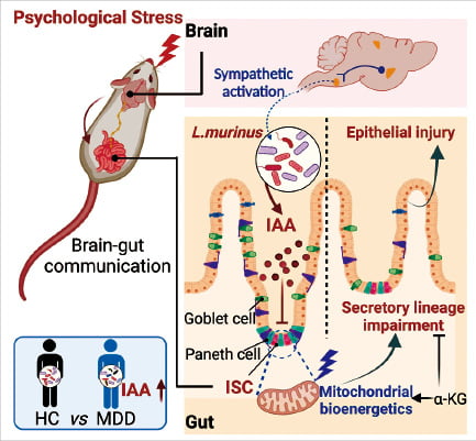 스트레스를 받으면 교감신경이 활성화되어 장내미생물에 영향을 주고, 장 보호세포의 수가 줄어들어 과민성장증후군 증상이 나타난다.  ⓒ Cell Metabolism 