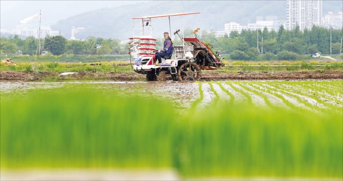 [포토] 부산서 올해 첫 모내기 