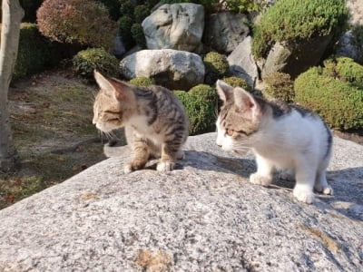 "차에 스크래치 내서"…고양이 76마리 죽인 20대 '경악'