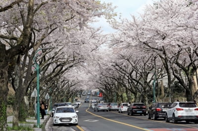 "벚꽃나무는 일본산?" 한국 특산종 '제주왕벚나무'로 여의도 수놓는다