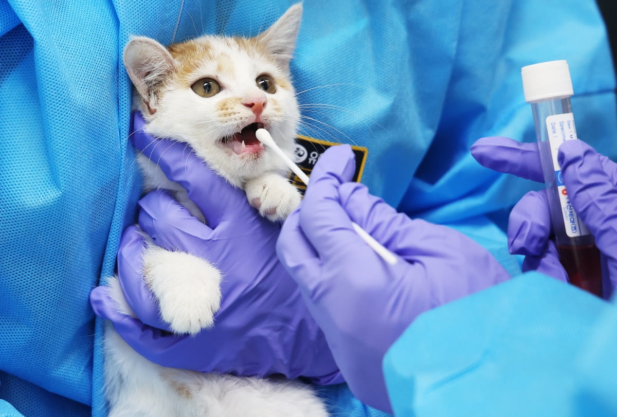 "사료는 이상없다는데" 잇따른 고양이 의문사 집사는 '발동동'   