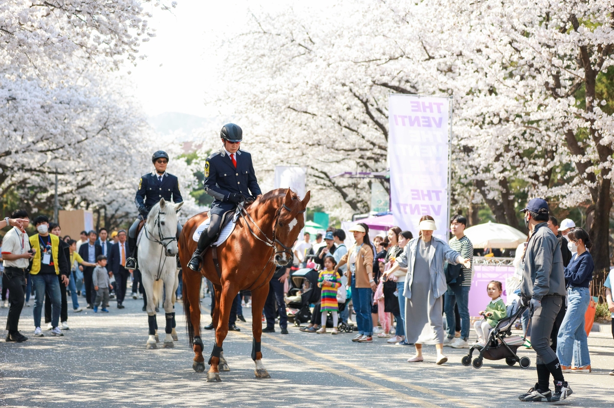 한국마사회, 렛츠런파크 서울 벚꽃축제 개막…25만명 방문 예상