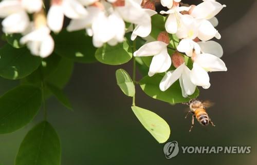 천덕꾸러기 취급받던 아카시 나무, 꿀벌 개체수 감소로 재조명