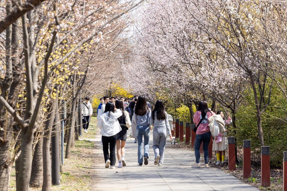 이제야 핀 서울 벚꽃…여의도 벚꽃축제 교통통제 8일까지 연장