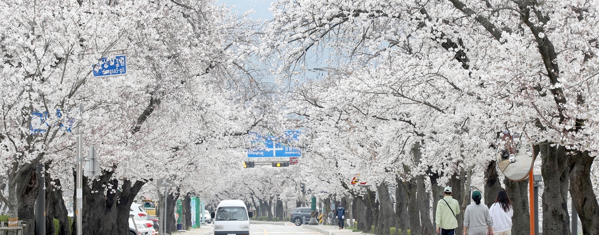 '정읍 벚꽃축제'에 17만명 방문…"막바지 꽃놀이 즐기세요"