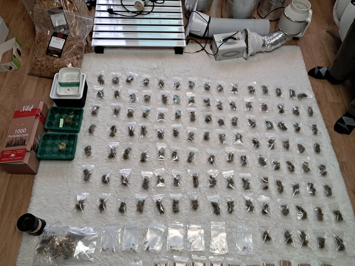 아파트에서 대마 재배해 판매한 우즈베키스탄 동포 구속