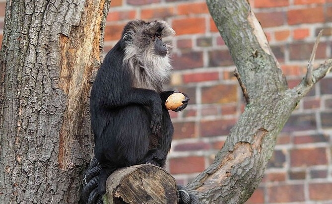 독일 동물원서 멸종위기종 사자꼬리원숭이 사라져