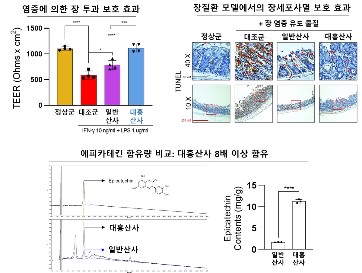 국내 신품종 '대홍산사' 장 질환 개선 효능 우수