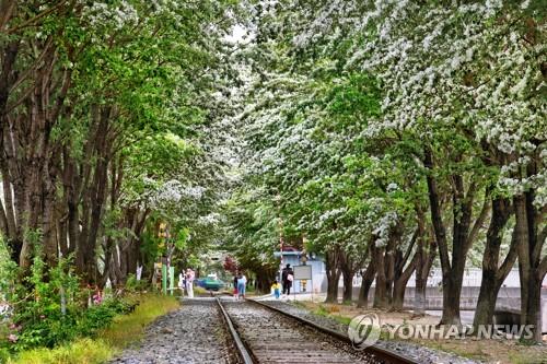 "이팝나무꽃 구경하세요"…전주 팔복동 철길, 한시 개방