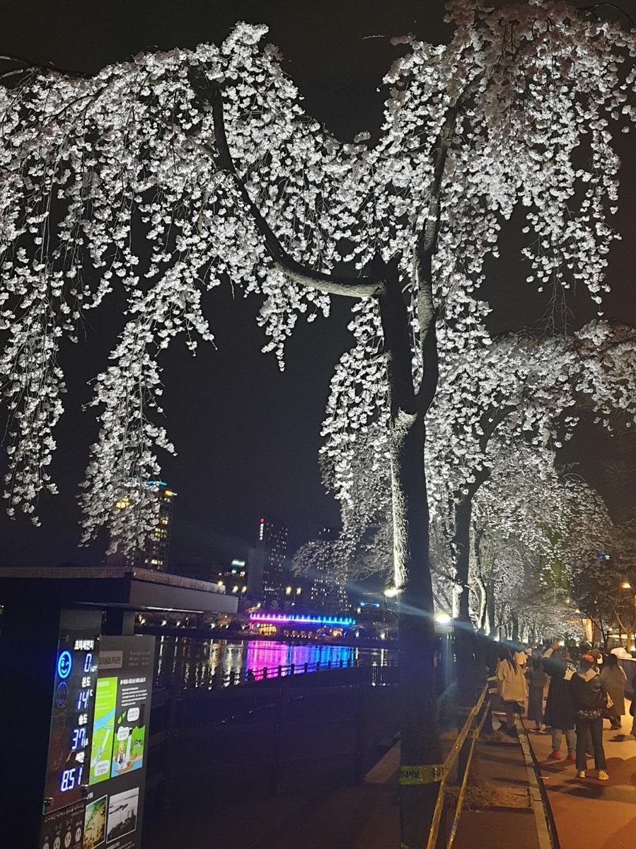 '지각한 벚꽃, 끝까지 책임진다'…송파구 벚꽃엔딩 콘서트