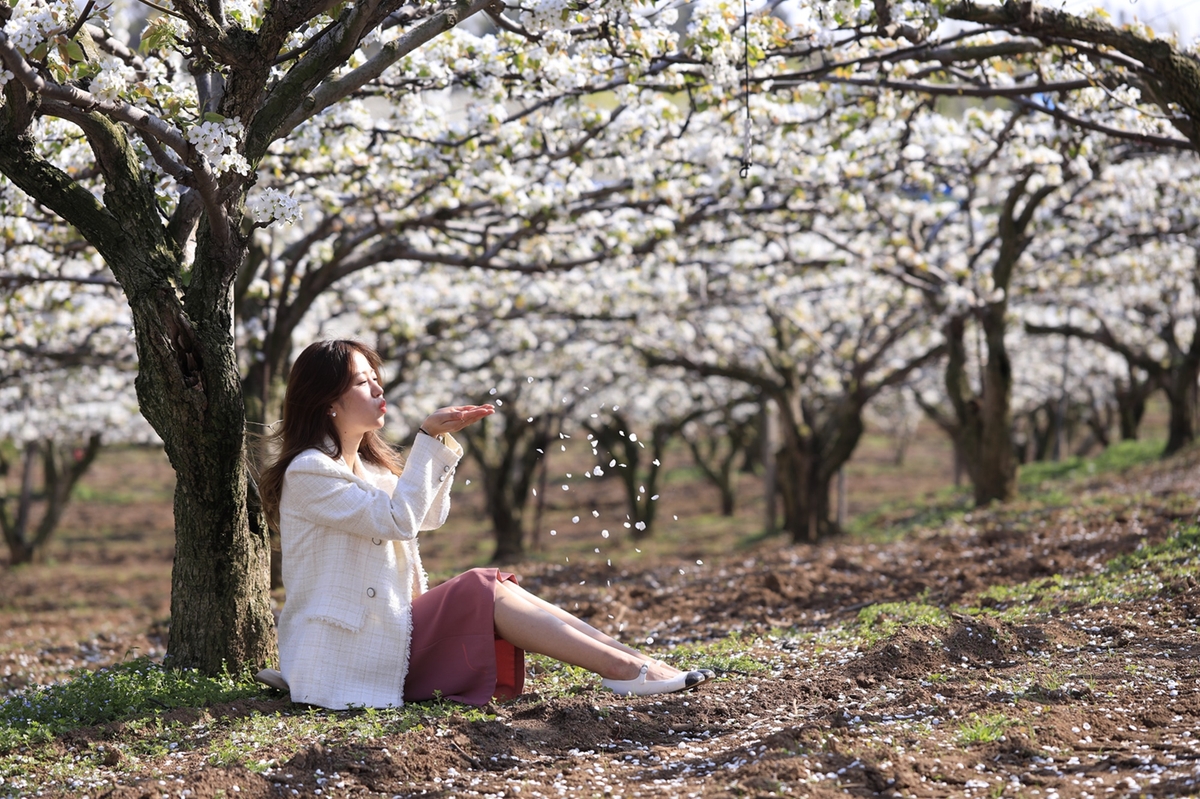 '순백의 향연' 6∼7일 나주 배꽃 나들이 행사