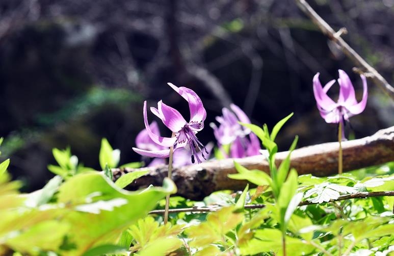 [픽! 포천] 최북단 식물원에 꽃망울 터트린 봄 야생화