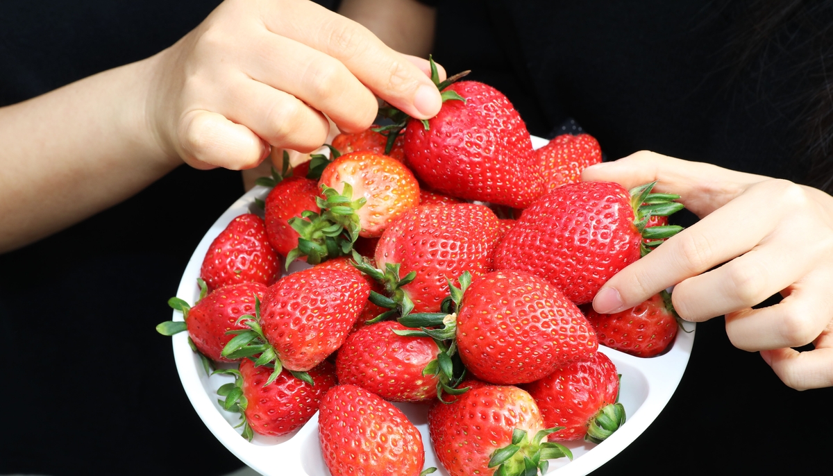 경기도, 저장성 좋고 당도 높은 딸기 신품종 개발에 한발짝