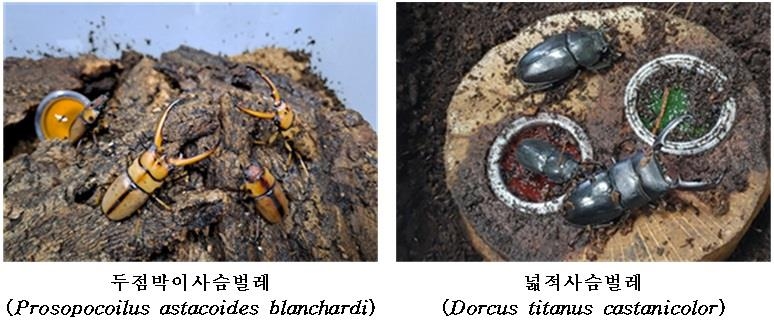 멸종 위기 곤충 '두점박이사슴벌레' 농가 3곳에 나눠준다