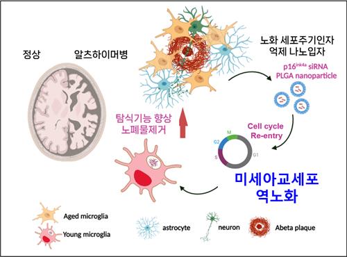 뇌 속 늙은 '미세아교세포'를 젊어지게 하면…치매 치료 가능