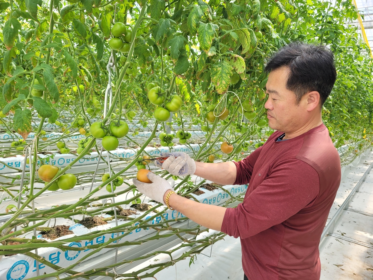 전남도, 4월 친환경농산물에 담양 '완숙 토마토'