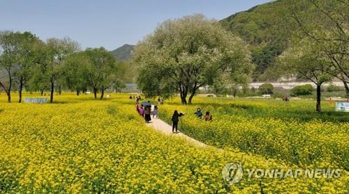 얄궂은 날씨로 개화 불량…옥천 '유채꽃 축제' 취소