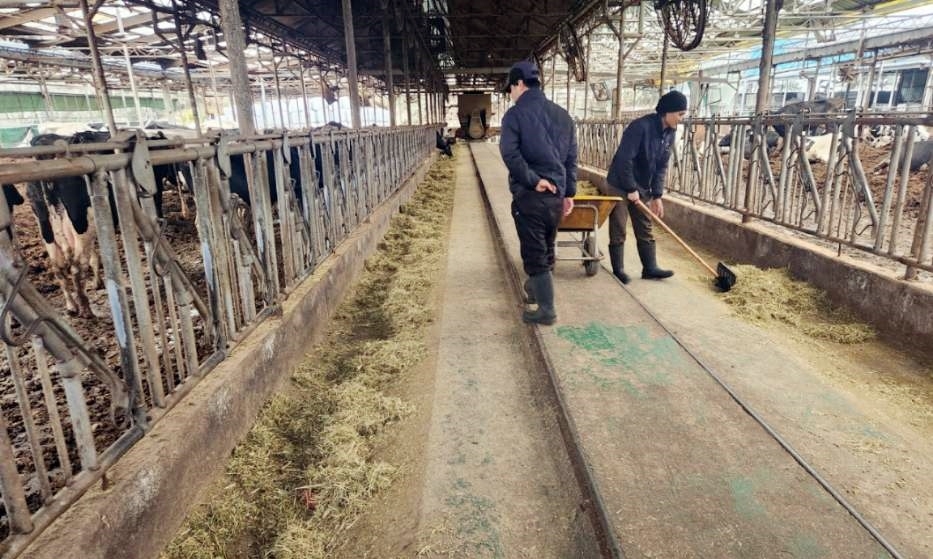 정읍시, 낙농 도우미 지원…고령 농가 등 노동 공백 메꾼다