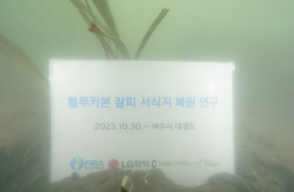 LG화학, 해양 탄소흡수원 잘피숲 복원사업 성과보고서 발표