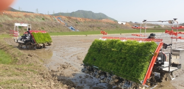 "벼농사 참 쉬어졌죠, 써레질 없이 모내기 합니다"