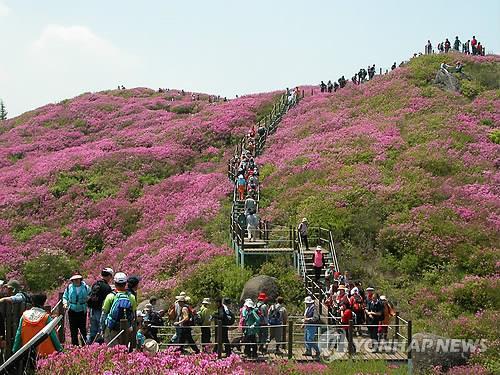 철쭉과 능선이 어우러진 수채화…지리산 바래봉철쭉제 20일 개막