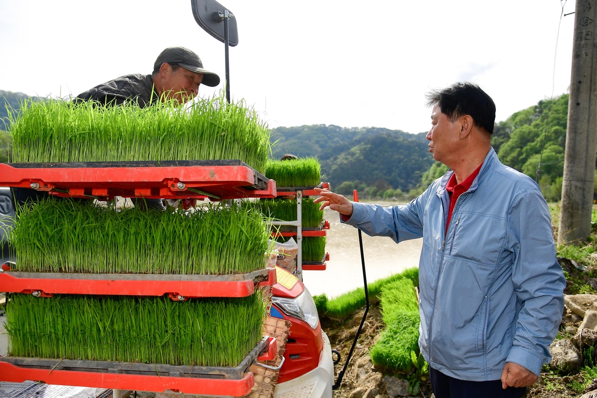 최전방 화천군 첫 모내기…취약농 영농대행·계절근로자 지원