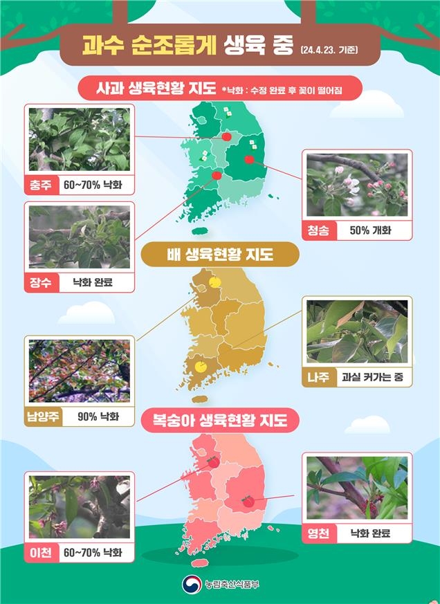 사과·배 올해는 괜찮을까…"저온 피해 없이 생육 양호"