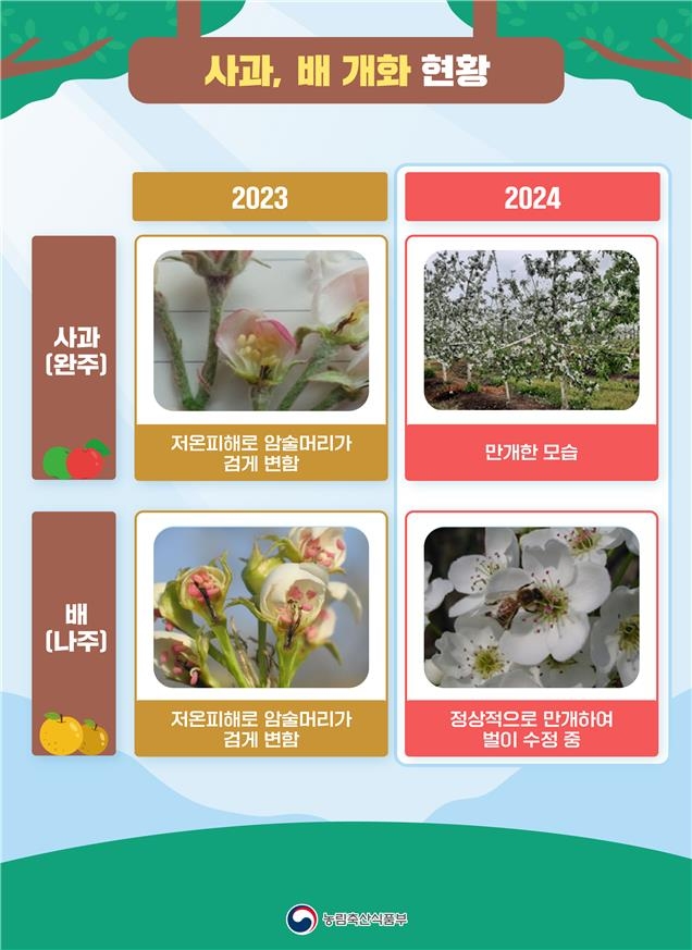 사과·배 올해는 괜찮을까…"저온 피해 없이 생육 양호"