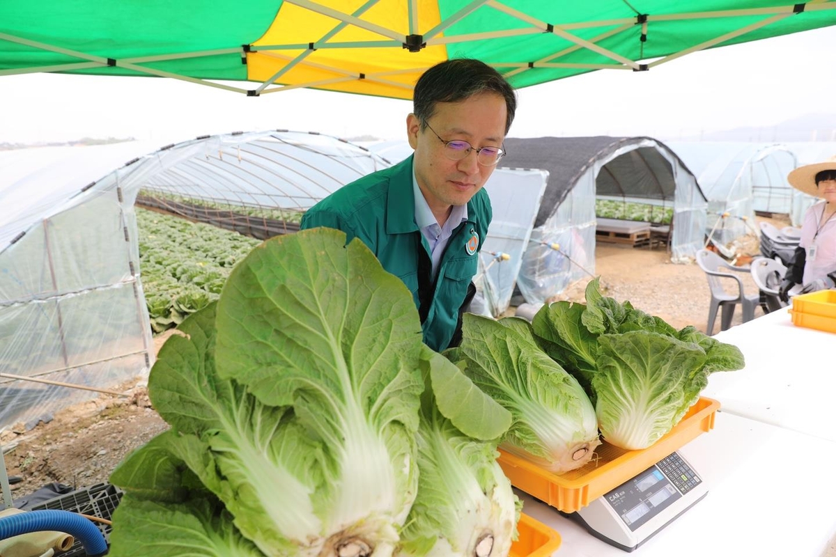 봄배추 생산량 조사 가보니…필지·이랑·포기 '무작위'