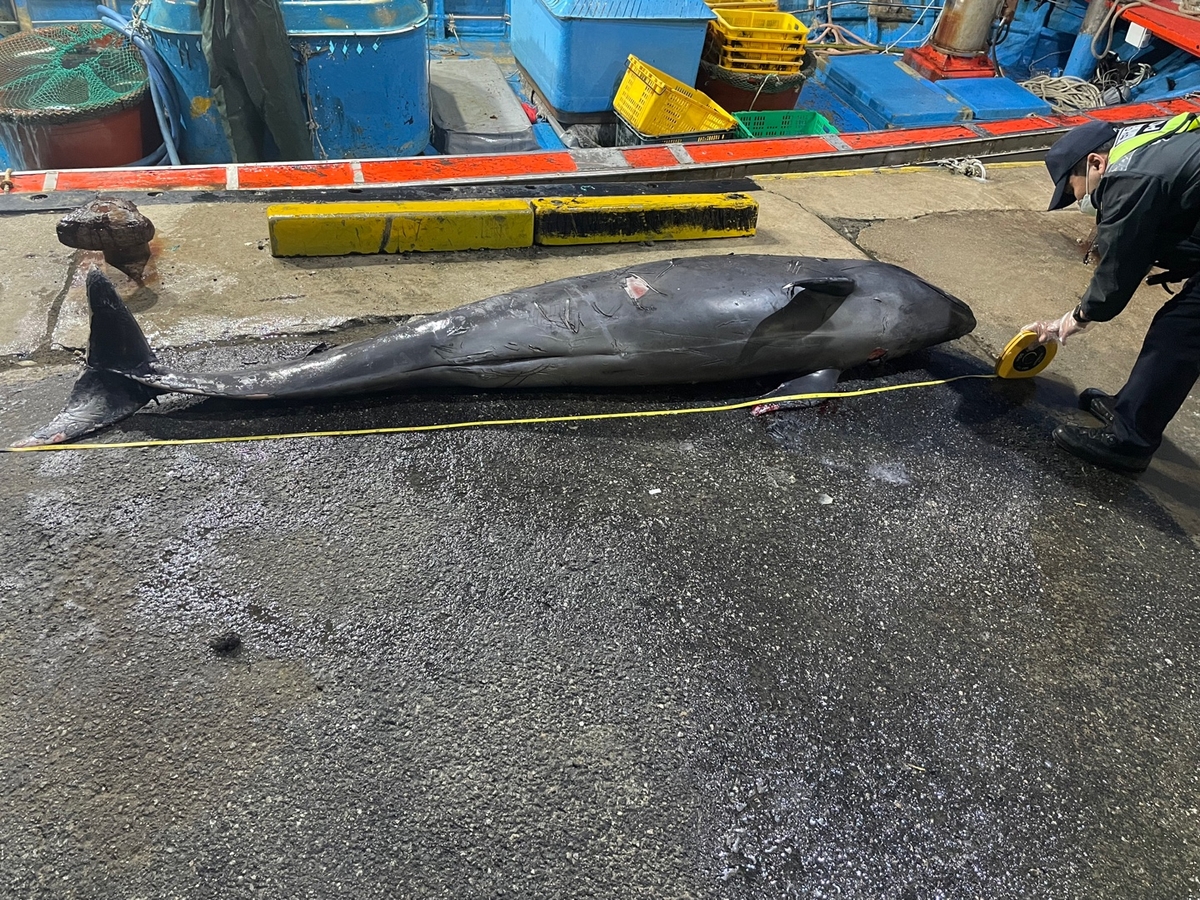 '해양보호생물' 흑범고래, 강원 양양 해상서 숨진 채 발견