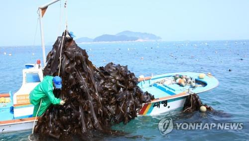 보해양조, 다시마 담은 소주 '다시,마주' 출시 눈길