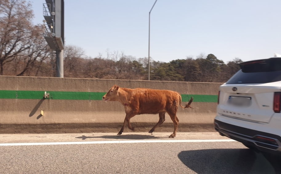 "깜짝 놀랐소"...타조 이어 송아지 도로 질주