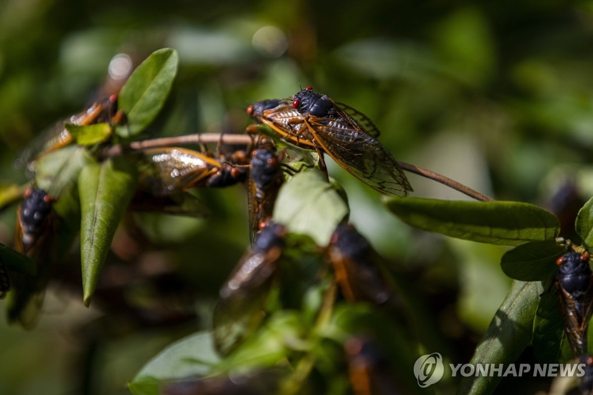 221년 만에 '매미 침공'…수백조 마리 출현 예고