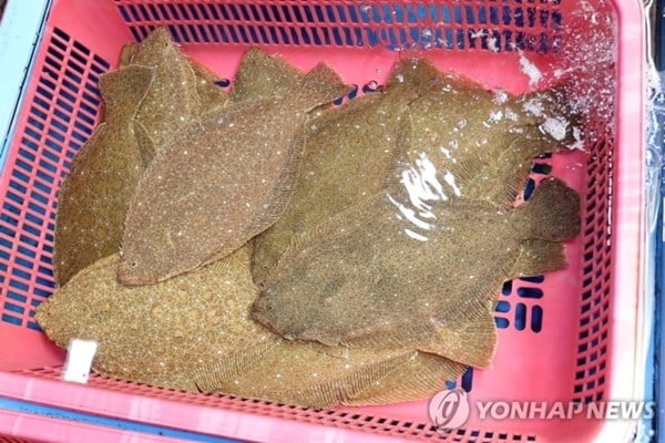 그만두라 했다고…애먼 광어 400마리 죽게한 50대