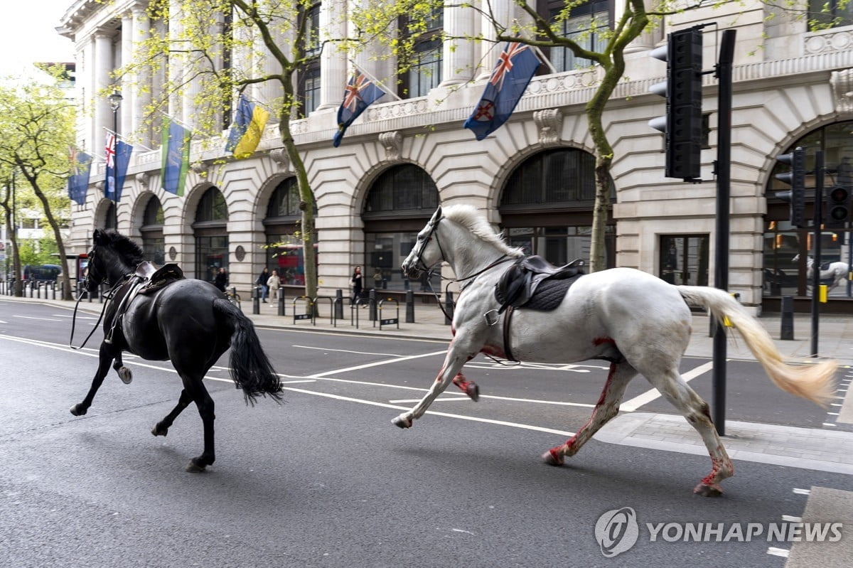 英근위대 탈출 군마 런던 도심 질주…"4명 부상"