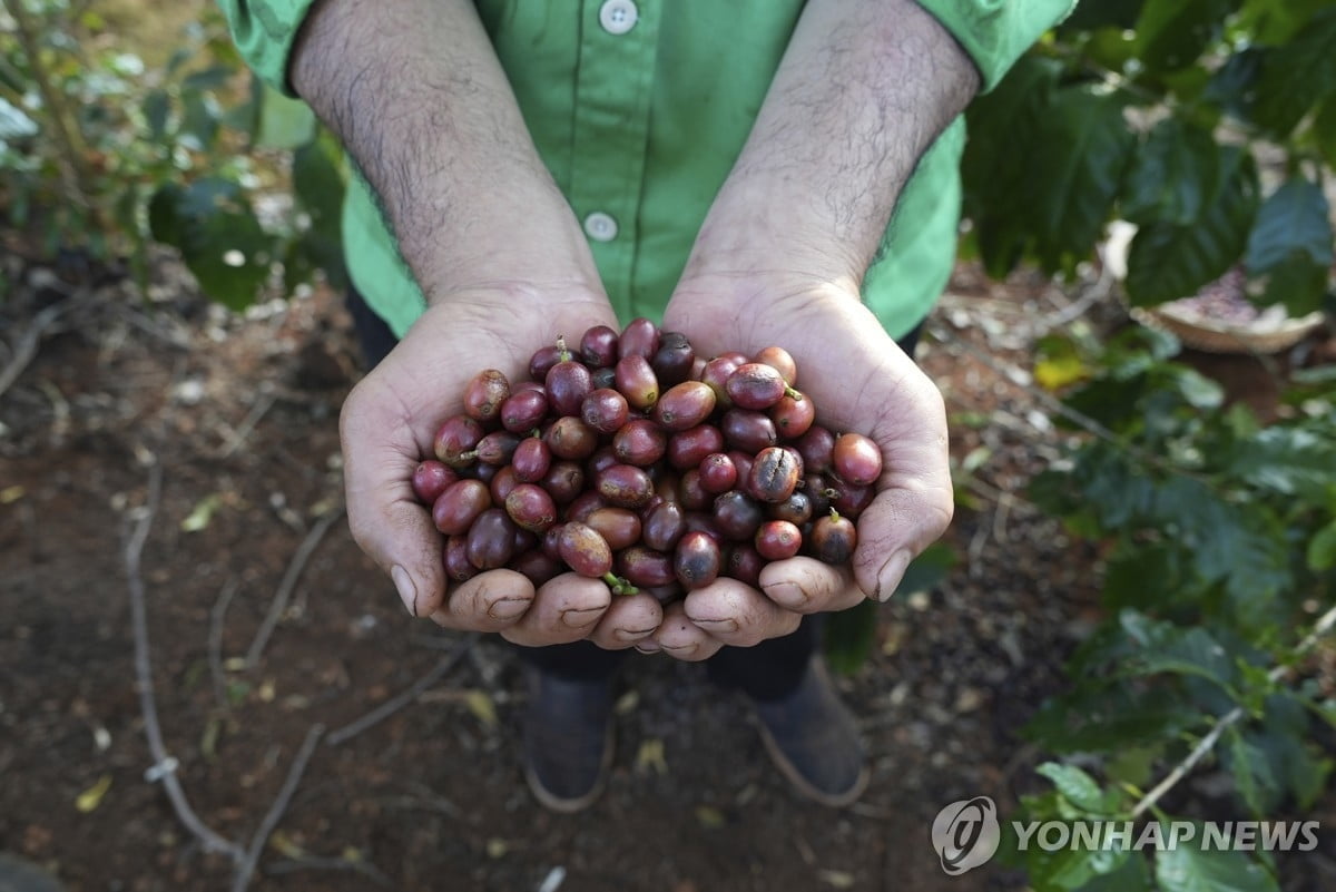가뭄에 원두 수확량 급감…커피값 폭등 조짐