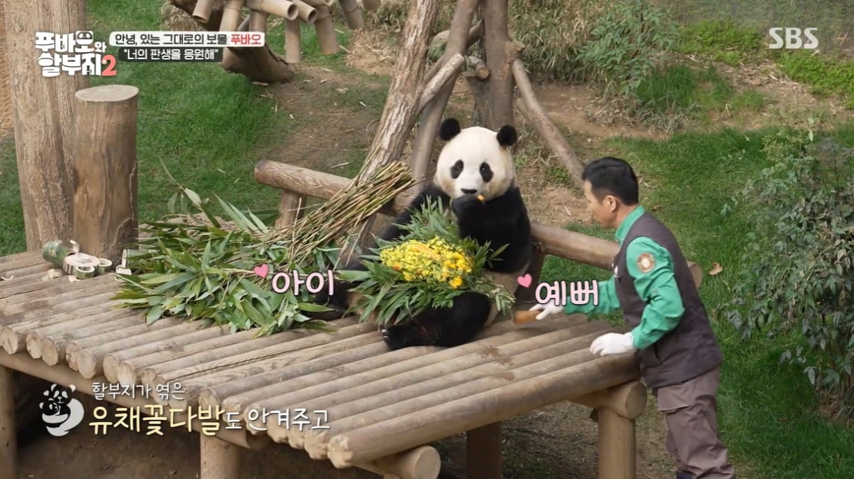 Jang Do-yeon "When I see rape flowers, I'll think of Fu Bao" Fu Bao's last commute to work revealed