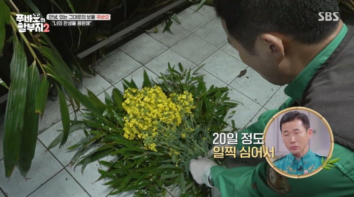 Jang Do-yeon "When I see rape flowers, I'll think of Fu Bao" Fu Bao's last commute to work revealed