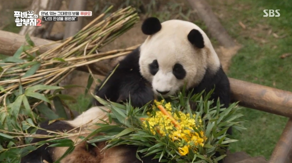 Jang Do-yeon "When I see rape flowers, I'll think of Fu Bao" Fu Bao's last commute to work revealed