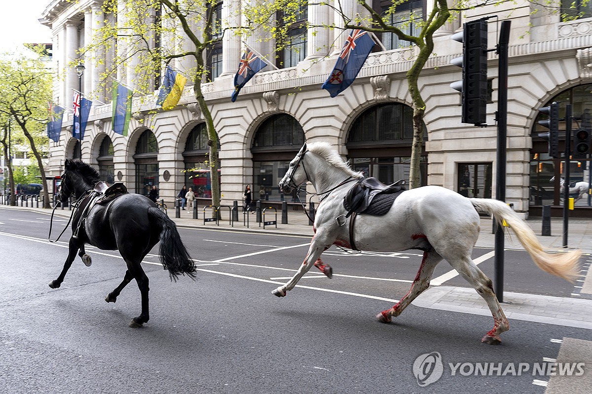 탈출한 英근위대 군마 런던 도심 질주…"4명 부상"