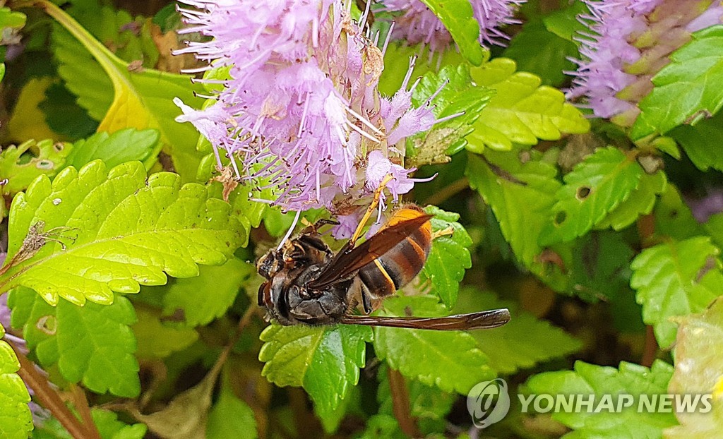 농진청 "생태계 교란하는 등검은말벌 방제하세요"