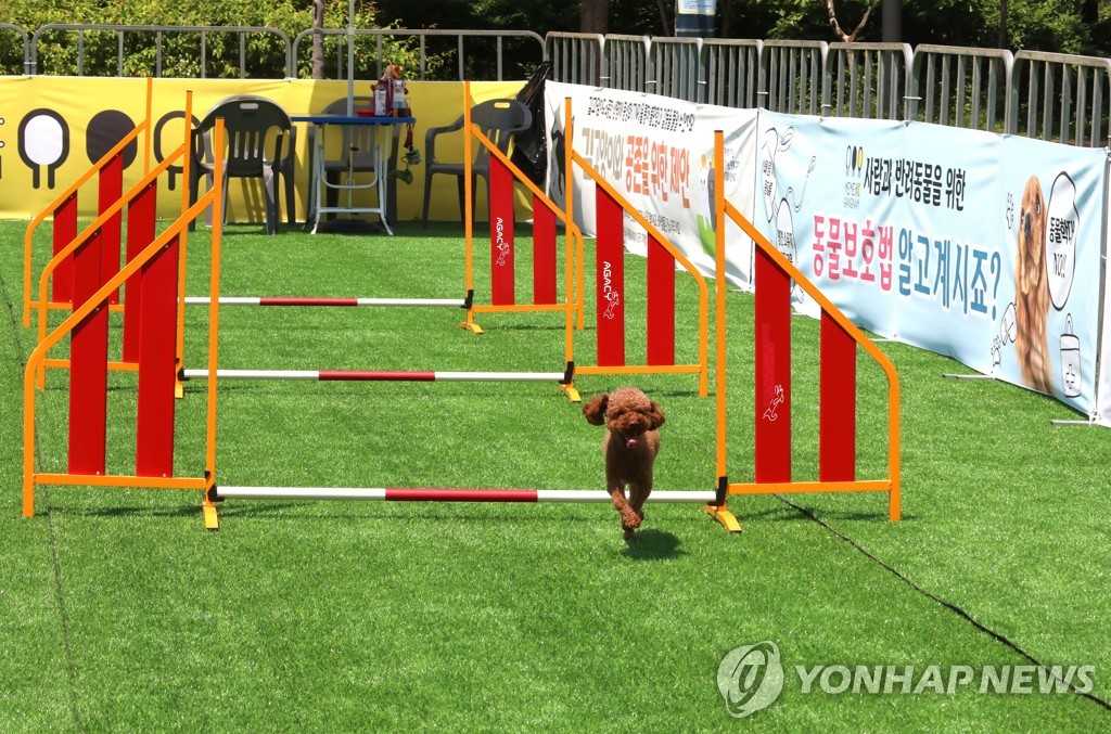 "도심에서 뛰어놀개"…강남구, 반려견 순회 놀이터